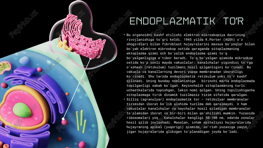 an(9rasm). golji apparatida ikki zona ajratiladi: proksimal va distal. proksimal qism turli sekret jarayonlari borayotgan hujayralarda sitoplazma va yadroga, distal qism hujayra tashqarisiga qaragan bo'ladi. proksimal qimsda mayda pufakchalar va kalta sisternalar joylashib bu joy endoplazmatik tordan golji apparatiga o'tish joyi hisoblanadi. tuzilishi: golji apparati vazifalari. golji apparatining membranali pufakchalari endoplazmatik torda sintezlangan mahsulotni to'plash, kimyoviy o'zgarishi va yetilishida ishtirok etadi. golji apparati tsisternalarida polisaxaridlar va mukoproteidlar sintezi kechadi va eng muhimi golji apparati ishtirokida sekret mahsulotlari hujayradan tashqariga chiqariladi. endoplazmatik tordagi ribosomalarda sintezlangan eksport oqsili endoplazmatik tor sisternalarida to'planadi va golji apparati membranalari zonasiga tashiladi. bu yerda endoplazmatik tordan oqsilga to'lgan mayda vakuolalar ajralib, golji apparatining proksimal qismidagi vakuolalar zonasiga kiradi. bu yerda vakuolalar bir-biri bilan va sisternalar bilan qo'shiladi va shu tarzda to'planadi. shundan so'ng to'plangan oqsil sekretor granulalarga aylanishi yoki suyuq holda qolishi mumkin. keyin golji apparati sisternalaridan oqsilli vakuolalar ajralib bir-biri bilan qo'shilib yiriklashadi. bu vakuolalar …