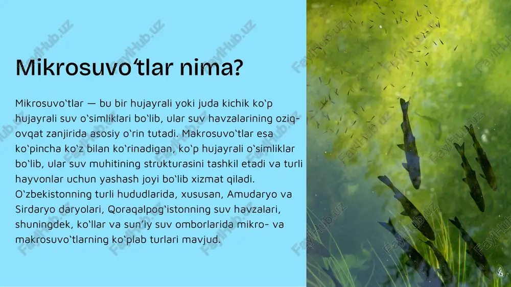esa cladophora, spirogyra kabi toza suv turlariga xos makrosuvo‘tlar o‘sadi. o‘zbekiston olimlari (o‘zbekiston milliy universiteti, biologiya instituti) suv o‘tlari bo‘yicha muntazam monitoring ishlarini olib borib, ularning ekologik ahamiyatini o‘rganmoqda. xulosa makrosuvo‘tlar va mikrosuvo‘tlar — tabiiy suv ekotizimlarining ajralmas qismi. ular suv hayotining asosi, kislorod manbai, oziq zanjirining boshlanishi va suvning tabiiy tozalovchisidir.makrosuvo‘tlar suv tubida yashab, suvni tozalash, hayvonlarga yashash joyi yaratish, estetik muhit hosil qilish vazifasini bajaradi. mikrosuvo‘tlar esa fotosintez orqali suvga hayot baxsh etadi, suvning ifloslanishini birinchi bo‘lib bildiradi va ekologik barqarorlikni ta’minlaydi. shuning uchun suv o‘tlari faqat biologik organizmlar emas, balki tabiatning “nafas oluvchi yuragi” hisoblanadi. ularni o‘rganish, asrash va to‘g‘ri foydalanish — ekologik xavfsizlikning muhim shart idir. eʼtiboringiz uchun raxmat!