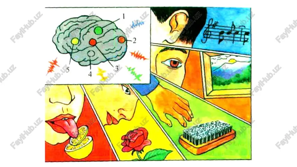 sezgi organlari - Page 4