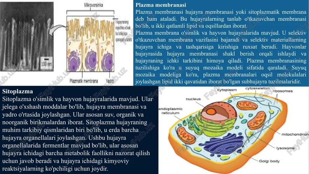 a ko'ra plastidlar uch turga bo'linadi: xloroplastlar - xloroplastlar ikki tomonlama membrana bilan bog'langan organellalar bo'lib, ular odatda o'z shakllarida farqlanadi - disk shaklidan sharsimon, diskoid, tasvirlar va lentagacha. ular xloroplastlar va boshqa karotinoid pigmentlarni saqlaydigan barglarning mezofil hujayralarida mavjud. ushbu pigmentlar fotosintez uchun yorug'lik energiyasini ushlab turish uchun javobgardir. ichki membrana stroma deb ataladigan bo'shliqni o'rab oladi. tilakoidlar deb nomlanuvchi yassilangan diskga o'xshash xlorofill o'z ichiga olgan tuzilmalar tangalar uyumiga o'xshash tarzda joylashtirilgan. har bir qoziq granum (ko'plik: grana) deb ataladi va turli granalarning tilakoidlari stromal lamellar deb nomlanuvchi tekis membranali naychalar bilan bog'langan. xuddi mitoxondriyal matritsa singari, xloroplast stromasida ham ikki zanjirli dumaloq dnk, 70s ribosomalar va uglevodlar va oqsillarni sintez qilish uchun zarur bo'lgan fermentlar mavjud. xromoplastlar - xromoplastlar yog'da eriydigan, karotinoid pigmentlar, masalan, ksantofillar, karotin va boshqalarni o'z ichiga oladi, ular o'simliklarni o'ziga xos rang - sariq, to'q sariq, qizil va boshqalar bilan ta'minlaydi. leykoplastlar - …