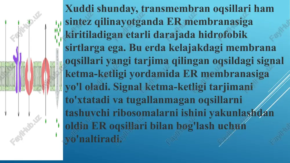 ngdek, golji ichidagi tashish uchun pufakchalar hosil qiladi. klatrin (ko'k) turli xil adapter oqsillari (ap) bilan bog'lanishiga asoslangan bir nechta komplekslarni hosil qiladi. ap1 va ap3 bilan bog'langan klatrin trans-golji tarmog'idan keyingi endosoma bo'linmalariga, shuningdek, erta endosoma bo'linmalaridan chiqadigan tashish uchun pufakchalarni hosil qiladi. ap2 bilan bog'langan klatrin plazma membranasidan erta endosomalarga o'tadigan vesikulalarni hosil qiladi. lizosomalar trans-goljidan chiqqan pufakchalarning birlashishi natijasida hosil bo'ladi. saralash tizimi gidrolitik fermentlardagi manzillar ketma-ketligini taniydi va ularni o'sib borayotgan lizosomalarga yo'naltiradi. bundan tashqari, endositoz orqali plazma membranasidan chiqib ketadigan vesikulalar ham lizosomalarga yuboriladi, bu erda ularning tarkibi - suyuqlik va hujayradan tashqari muhitdan molekulalar qayta ishlanadi. endositoz jarayoni teskari vesikulyar savdoga misol bo'lib, u oziqlanish va immunitet, shuningdek, membranani qayta ishlashda muhim rol o'ynaydi. lizosomalar parchalanadi va shu bilan hujayradan tashqari namuna olish orqali hujayra ichiga kiradigan ko'plab turdagi begona va potentsial patogen moddalarni zararsizlantiradi xulosa eukaryotik hujayralarning endomembrana tizimi er, golji apparati va …