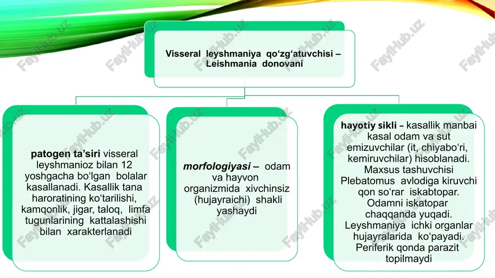 yoki sista topiladi. 12 barmoqli ichak shirasidan zondlash yo‘li bilan vegetativ shakl topiladi.profilaktikasi: shaxsiy va umumiy gigienik qoidalarga rioya qilish morfologiya: noksimon shaklda, oldingi tomoni to‘mtoq, orqa tomoni o‘tkirlashgan, bilateral simmetriyaga ega, 2 ta yadro va 3-4 juft xivchinli, disksimon so‘rg‘ichi bor. yo‘g‘on ichak 4 yadroli sista xosil qiladi lyambliya (lambia intestinalis) a - yon tomondan ko'rinishi, b - qorin tomondan ko'rinishi, v - epitelial hujayraga yopishib olgan lyambliya: 1 - xivchinlar, 2 -bazal tanachalar, 3 - so'ruvchi disklar, 4 - yadro, 5 – parabazal tanacha, 6 - aksostil lyambliyaning dorsoventral va yon proeksiyasi (a),uning ikki va to‘rt yadroli sistasi(b). lyambliyaning vegetativ shakli. lyambliyaning sistalari ichak balantidiyasi (balantidium coli) - balantidiozqo‘zg‘atuvchisi mazkur sinfining odamda parazitlik qiluvchi birdan-bir turi.xo‘jayin organizmida joylashishi. yo‘g‘on ichak bo‘shlig‘ida, ba'zan devorida yashaydi hayot sikli va patogen ta'siri. parazit yo‘gon ichak bo‘shlig‘ida yashab, ichakdagi oziq qoldiqlari bilan ovqatlanadi va ko‘pincha hech qanday zarar keltirmaydi. noqulay sharoitlarda balantidiyalar …