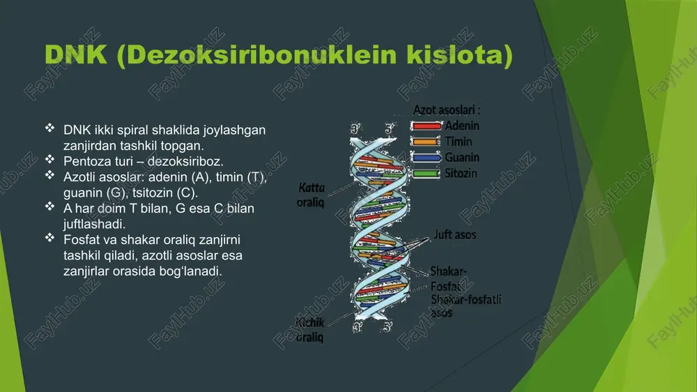 irsiyatning molekulyar asoslari - Page 4
