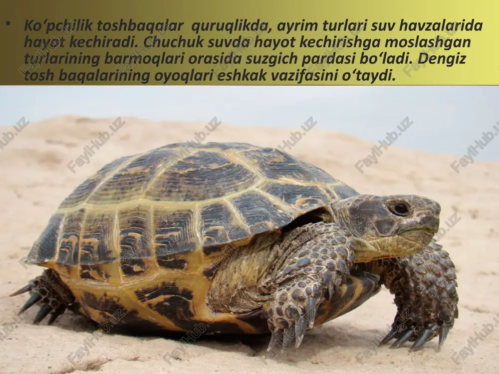 toshbaqalar va timsohlar - Page 4