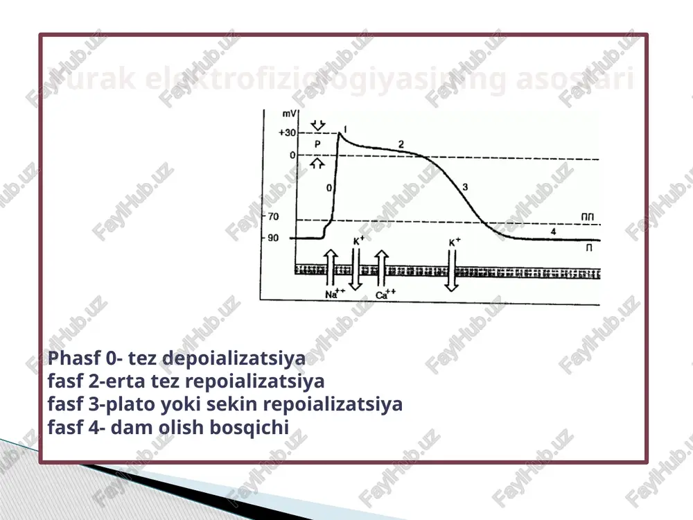 33 zarba. b - sinus tugunini to'xtating, bu av birikmasidan slip kompleksining paydo bo'lishiga olib keladi . kuchsiz sinus sindromi bilan ekg (sss ) b. sinoatriyal blokada . agar sinus tugunining impulsi tugun va uning atrofidagi atriyal miyokard o'rtasidagi aloqani bartaraf eta olmasa kuzatiladi . ii darajali sinoatrial blokadada sinus tugunidan atriyaga impuls o'tkazish qobiliyatining vaqtincha yo'qolishi yurak tsiklining davomiyligidan ma'lum bir necha marta (ko'pincha ikki marta) bo'lgan pauzalarning paydo bo'lishiga olib keladi. sinus ritmi. ikkinchi darajali sinoatrial blokada tufayli ular tez-tez uchrashishadi. ular ko'pincha uzoq tanaffuslar bilan kuzatiladi, chunki sinus tugunining avtomatizmi ekstrasistol bilan bostiriladi. sinus tutilishidan keyin av birikmasidan qochish komplekslari a - atriyal fibrilatsiyaning (af) tugashi sinus tugunining to'xtashi bilan birga keladi. b - atriyal fibrilatsiyani (af) to'xtatgandan keyin sinus tugunini to'xtating. bitta sinus kompleksidan keyin atriyal fibrilatsiya (af ) yana boshlanadi. d) atriyal ektopik komplekslar . . bemor sinus sindromi (sss) bo'lgan bemorlarda af yoki afl, …