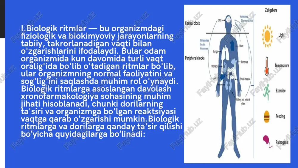 echqurun) qabul qilish kerakligini hisobga olish zarur. 2. so'rilish (absorbsiya): tavsif: dori organizmga kirgandan so'ng, u qonga so'riladi. so'rilish jarayoni oshqozon va ichak traktining shilliq qavatidan amalga oshadi va dorining biologik aktivligiga bog'liq.biologik ritmlar bilan bog'liq: so'rilish tezligi va samaradorligi vaqtga bog'liq. masalan, oshqozon kislotasining darajasi va ichaklarning peristaltik harakati vaqtga qarab o'zgaradi. ertalab, odatda, oshqozon kislotasi darajasi yuqori bo'lib, dorilarni tezroq so'rilishini ta'minlaydi. shu bilan birga, ba'zi dorilarni kechqurun yoki ovqat bilan birga qabul qilish samaraliroq bo'lishi mumkin, chunki ularning so'rilishi yaxshilanadi. 3. tarqalish (distribyutsiya): tavsif: so'rilgan dori qonda tarqalib, organizmning turli qismlariga (masalan, jigar, buyrak, miya) yetib boradi. dorining tarqalishi organizmdagi qon aylanishi, oqsil bog'lanishi va boshqa fiziologik omillarga bog'liq bo'ladi.biologik ritmlar bilan bog'liq: qon aylanishi va organizmdagi oqsillarning faoliyati vaqtga qarab o'zgaradi. misol uchun, kechqurun organizmdagi qon tomir tonusi pasayadi va bu dorilarning tarqalish tezligiga ta'sir qilishi mumkin. 4. metabolizm (metabolizm jarayonlari): tavsif: dori organizmda metabolizmga uchraydi, …