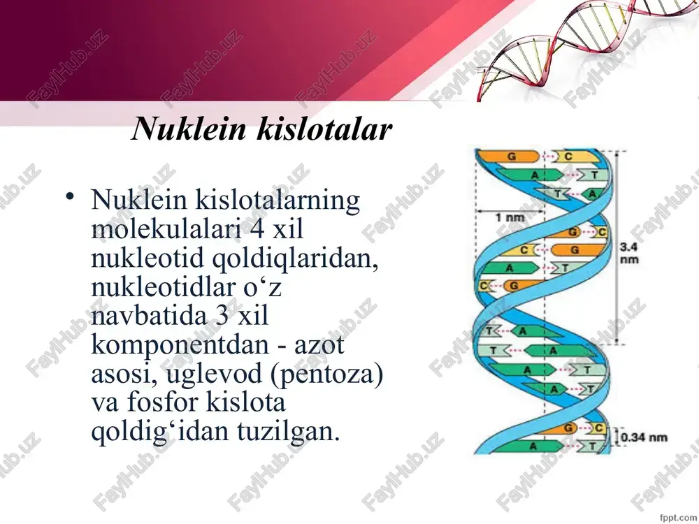 nuklein kislotalar - Page 4