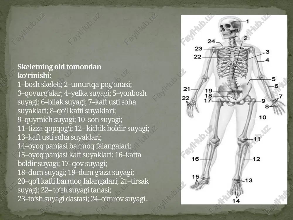 uyaklar tarkibida organik va onarganik moddalardan tashqari a, d va c vitaminlarixam bo`ladi. yosh bolalar suyaklar tarkibida kalsiy tuzlari va d vitamini etishmasligi raxit kasalligini vujudga keltiradi, suyaklar mustaxkamligi kamayadi va xar tamonlama qiyshayadi. agar suyaklarda a vitamin etishmasa, suyaklar xaddan tashqarin yo`g`onlashib, ichidagi bo`shliqlari va kanalchalari kattalshib qoladi. . naysimon suyaklarning o‘rta qismi – tanasi yoki diafizi silindr yoki uchburchak shaklida. naysimon suyaklarning tanasida suyak iligi bo‘shlig‘i bo‘lib, ichida sariq ilik bo‘ladi. ularning kengaygan uchi – epifiz deb ataladi. unda qo‘shni suyak bilan birla shuvchi bo‘g‘im yuzasi bor bo‘lib, tashqi tomondan bo‘g‘im tog‘ayi bilan qoplangan. epifiz asosan g‘ovak moddadan tuzilgan, ustidan yupqa zich modda qoplab turadi. suyakni g‘ovak moddasi sohasida uni hosil qiluvchi suyak to‘sinlari orasida bolalarda va kattalarda qizil ili k joylashgan bo‘lib, qon ishlab chiqarish va himoya vazifasini bajaradi. qizil ilik tarkibi retikula to‘qima va gemopoez elimentlari bo‘lgan miyeloid to‘qimadan iborat. retikula to‘qimasi retikula hujayralari va tolalaridan …