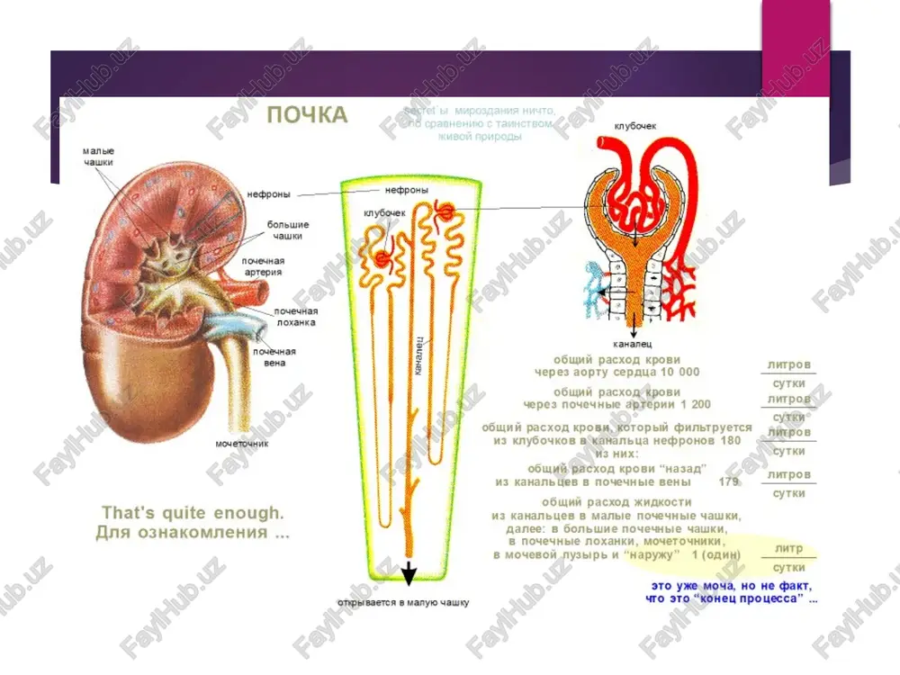 bosqichlarida klinik belgilar juda yumshoq. bular, qoida tariqasida, sho'r ovqatlardan foydalanish bilan bog'liq stressli sharoitlar, past alkogolli ichimliklar (pivo) ning katta dozalari, teri osti yog 'to'qimalarining pastozligi, yuzning shishishi bilan namoyon bo'ladigan rejimning buzilishi. ertalab, zaiflik va ishlashning pasayishi. surunkali buyrak yetishmovchiligining kuchayishi bilan kechayu kunduz siydik miqdorining pasayishi, uyqu buzilishi, poliuriya va quruq og'iz bilan qayd etiladi . buyrak faoliyatining buzilishiga olib kelgan kasallikning rivojlanishi bilan klinik ko'rinish yanada aniqroq bo'ladi. kasallikning namoyon bo'lishi barcha tizimlar va organlarda rivojlanadi. klinik sindromlar astenik sindrom: zaiflik, charchoq, uyquchanlik, eshitish qobiliyatini yo'qotish, ta'mni yo'qotish. d istrofik sindrom: terining quruqligi va chidab bo'lmas qichishi, terida tirnalgan izlar, vazn yo'qotish, haqiqiy kaxeksiya, mushaklar atrofiyasi mumkin. oshqozon-ichak sindromi: quruqlik, achchiqlik, og'izda metallning yoqimsiz ta'mi, ishtahaning etishmasligi, ovqatdan keyin epigastral mintaqada og'irlik va og'riq, diareya, ehtimol me'da shirasining kislotaliligi oshishi (buyraklarda gastrinning yo'q qilinishini kamaytirish orqali), keyingi bosqichlar gastrointestinal bo'lishi mumkin - ichakdan qon ketishi, stomatit, …