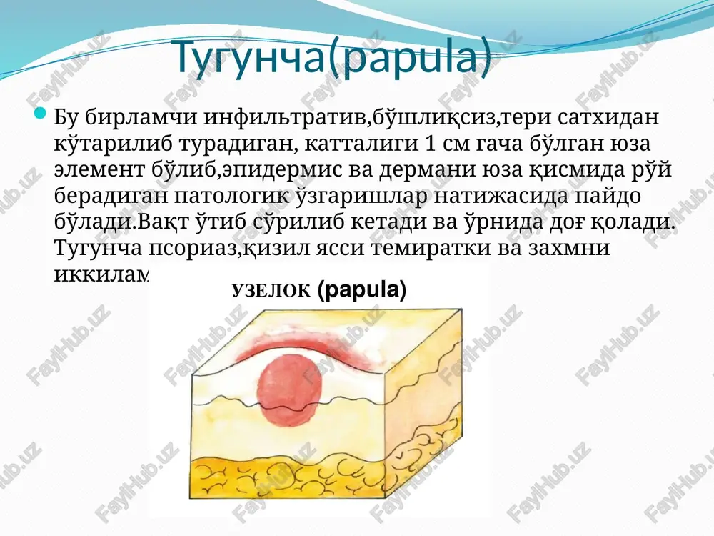 birlamchimorfolagikelementlar - Page 4