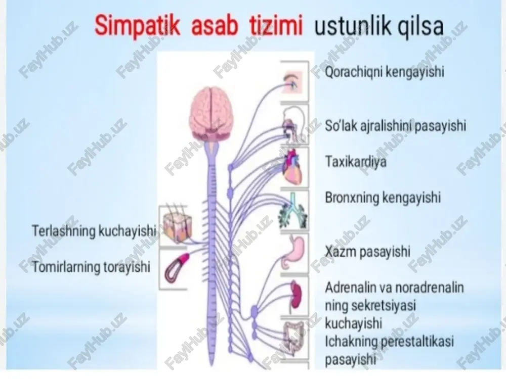 vegetativ asab tizimining vazifalari - Page 4