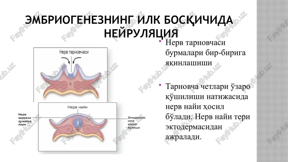 dda o'zgarib xromatolizga uchraydi, keyinroq tamoman yo'q bo'lib ketadi periferik nerv regeneratsiyasi v) mielin qavat membranalari emirilgan bo'lib, makrofaglar yoki mikrogliya hujayralari tomonidan fagotsitoz qilinadi (rasmda binafsha rangda ko'rsatilgan). g) nerv tolasining qayta tiklanishi. sinapslarning turlari akson terminallari odatda nerv impulsini boshqa neyron tanasi yoki dendritiga uzatadi. aksoaksonal sinapslar kam uchrab, ular sinaps faoliyatini o'zgartirish imkoniyatiga ega. sinapslarning asosiy komponentlari neyrotransmitterlarning ekzotsitoz yo'li orqali sinaps bo'shlig'iga chiqishi ko'rsatilgan. presinaptik qismida (t1) ko'pgina sinaptik pufakchalar, mitoxondriyalar ko'rinmoqda. nerv impulsi ta'sirida presinaptik membranada kaltsiy ionlarining kanallarini ochilishi va kaltsiyning hujayra ichiga kirishi kuzatiladi. natijada ekzotsitoz yo'li orqali pufakchalardagi neyrotransmitterlar sinaps bo'shlig'iga ajraladi. postsinaptik membranada ularga nisbatan retseptorlar bo'ladi. bu retseptor bilan bog'langan mediatorlar keyingi neyronda ham depolyarizatsiya to'lqinini vujudga keltiradi. image2.png image3.png image4.png image5.png image6.png image7.png image8.png image9.png image10.png image11.png image12.png image13.png image14.png image15.png image16.png image17.png image18.png image19.png image20.png image21.png image22.png image23.png image24.png image25.png image26.png image27.png image28.png image29.png image30.png image1.jpeg /docprops/thumbnail.jpeg