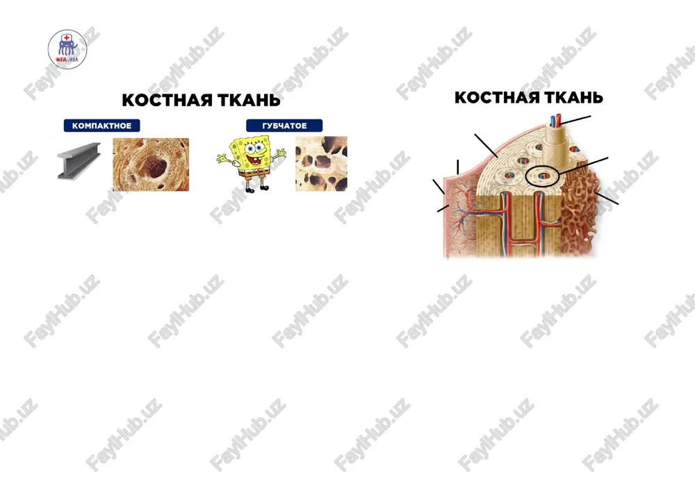 kostnaya tkan - Page 4