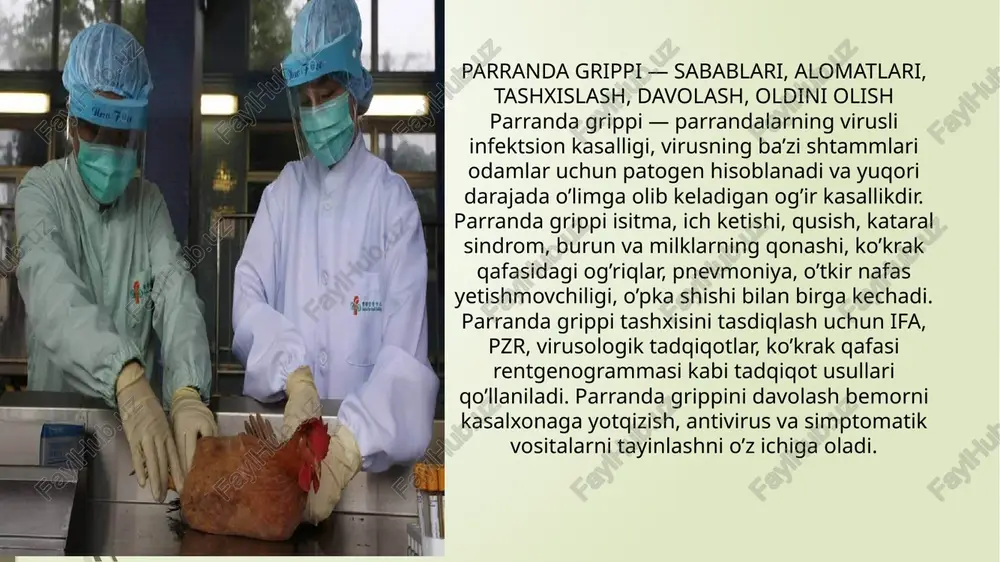 oshiriladi. ularning orasida eng samaralilari oseltamivir, zanamivir, rimantadin va ufifenovir sananladi. yuqori isitmada isitma tushiruvchi preparatlar (paratsetamol, ibuprofen) beriladi. parranda grippini davolashda asetilsalitsil kislotasi (aspirin) va metamizol natriyni qo’llash qat’iy ravishda taqiqlanadi. bakterial asoratlar rivojlanganda antibakterial preparatlar beriladi. parranda grippini oldini olish va kasallik yakuni parranda grippidan keyin shakllangan immunitet qisqa muddatli va turga xos bo’ladi. bu boshqa mavsumda yana kasallanish ehtimoli mavjudligini anglatadi. parranda grippining eng patogen shtammlari oqibatida infektsion kasalliklar kelib chiqishi bilan o’lim darajasi 50-70% ni tashkil qiladi. eng noxush taxminlarga ko’ra, a virusi (h5n1) butun dunyoda parranda grippi pandemiyasini keltirib chiqarishi va 150 million odamning o’limiga sababchi bo’lishi mumkin. parranda grippi virusi bilan kasallangan qushlar qirilib tashlanadi. infektsiya epizootikasini nazorat qilish vositasi sifatida parrandalarni emlash qo’llaniladi. insonlarda parranda grippining oldini olish immunitet tizimini mustahkamlashga, profilaktika tartibiga ko’ra antivirus preparatlarni qo’llashga qaratilgan. iloji bo’lsa, mahalliy va yovvoyi qushlar bilan yaqin aloqa qilmaslik, parranda go’shti va tovuq tuxumlarini …