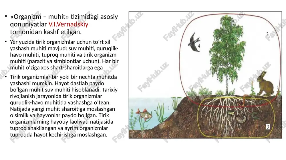 va mevalarining uzoq masofalarga tarqalishini taminlaydi. meva va urug‘lari shamol yordamida tarqaladigan o‘simliklar – anemoxor (yunoncha «anemos» – shamol, «chorea» – tarqalish) o‘simliklarda ham bir qancha moslanishlar yuzaga kelgan o‘simlik va hayvonlardagi quruqlik-havo muhitida yashashga moslanishlar. suv muhitidan farq qilib, havoning zichligi katta emas. shuning uchun bu muhitda o‘simliklarda tayanch vazifasini bajaruvchi mexanik to‘qimaning rivojlanishi katta ahamiyatga ega. iqlim omillarining keskin o‘zgaruvchanligi esa o‘simliklarda qoplovchi to‘qimalarning hosil bo‘lishiga sabab bo‘ldi. undan tashqari, o‘simliklarda shamol yordamida changlanishni, sporalar, urug‘ va mevalarning tarqalishini ta’minlovchi moslanishlar paydo bo‘ldi. hasharotlar va qushlarda uchishga moslanishlar yuzaga keladi. havo massalarining harakati ayrim mayda organizmlar (o‘rgimchaklar, hasharotlar) ning passiv tarqalishini ta’minlaydi. evolutsiya jarayonida hayvonlarda tashqi (bo‘g‘imoyoqlilar) va ichki skeletning (xordalilar) mukammallashuvi havo zichligining pastligi bilan bog‘liq. quruqlik hayvonlari chegaralangan tana massasi va gavda o‘lchamiga ega. masalan, quruqlikda yashovchi eng yirik hayvon – filning massasi 5 tonnagacha bo‘lsa, dengizda yashovchi gigant kitning massasi 150 tonnagacha yetadi. tuproq muhiti …