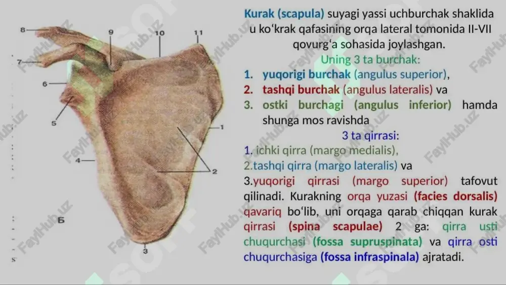 heklashi mumkin. qo‘l suyaklarining anatomik bilimlari fizioterapiya va reabilitatsiya dasturlarini ishlab chiqishda, bemorlarning tiklanishiga yordam berishda qo‘llaniladi. 12 xulosa: yelka va qo‘l suyaklari – harakat va qo‘llab-quvvatlash asosi kompleks harakatlar kurak, o‘mrov, yelka, bilak va panja suyaklari birgalikda yuqori a’zoning murakkab va funksional harakatlarini ta’minlaydi, bu esa kundalik hayotda va professional faoliyatda juda muhimdir. tibbiy ahamiyat ularning anatomik o‘rganilishi tibbiyot (jarrohlik, travmatologiya) va sport sohalarida muhim ahamiyatga ega bo‘lib, diagnosika, davolash va reabilitatsiyada asos bo‘lib xizmat qiladi. sog'lom harakat kaliti to‘g‘ri anatomik bilim va tushuncha sog‘lom harakatlarni saqlash, shikastlanishlarning oldini olish va jarrohlik muvaffaqiyati uchun kalit hisoblanadi. 13 image1.png image2.png image3.jpeg image4.png image5.png image6.jpeg image7.png image8.png image9.png image10.png image11.png image12.jpeg image13.jpeg image14.png image15.gif image16.png image17.png image18.jpeg image19.png image20.jpeg image21.png image22.png image23.png image24.png