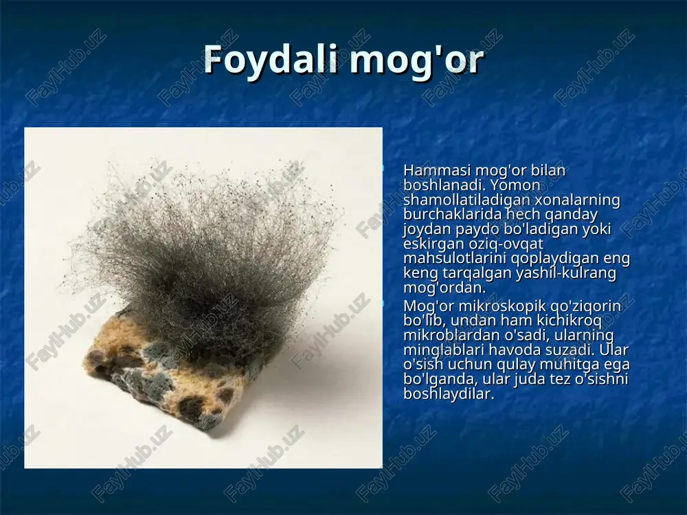 streptokokk kulturalari mog'or bilan ifloslanganligini bilib g'azablandi. haqiqatan ham, laboratoriyada petri idishini bir necha soat davomida qopqoqsiz qoldirish kifoya edi va butun ozuqa qatlami mog'or bilan qoplanadi. fleming bir piyola birin-ketin kiruvchi kirlar bilan kurashishda juda ko'p qiyinchiliklarga duch keldi. bir kuni fleming kosalardan birida g‘alati hodisani ko‘rib, unga uzoq qarab turdi. ilgari ko'p marta sodir bo'lganidek, chashka mog'or bilan qoplangan, ammo boshqa stakanlardan farqli o'laroq, bu erda bakteriyalar koloniyasi atrofida kichik, yumaloq, kal nuqta paydo bo'lgan. bakteriyalar mog'or atrofida ko'paymaganga o'xshardi, garchi agar-agar yuzasining qolgan qismida, mog'ordan bir oz masofada bakteriyalar o'sib chiqqan va juda kuchli. — tasodifmi yoki naqshmi? — deb hayron bo'ldi fleming. bu savolga javob berish uchun fleming oz miqdordagi mog'orni ozuqaviy bulon bilan probirkaga joylashtirdi: u, birinchi navbatda, g'alati mog'orni saqlab qolishni xohladi. va u boshqa qiziqarli namunalar qatorida mog'orlangan kosani stoliga qo'ydi. shunda u bu piyola uning eng qimmatli xazinasi bo‘lishini va butun umrini …