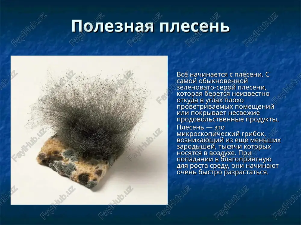 shku chashki petri, s dosadoy ubejdalsya, chto kulturi streptokokkov zagryazneni plesenyu. i deystvitelno, v laboratorii dostatochno bilo ostavit chashku petri na neskolko chasov bez krishki, kak ves pitatelniy sloy pokrivalsya plesenyu. nemalix trudov stoila flemingu borba s nejelatelnimi primesyami to na odnoy, to na drugoy chashke. odnajdi, na odnoy iz chashek fleming uvidel strannoe yavlenie i dolgo prismatrivalsya k nemu. kak bivalo uje ne raz, chashku pokrivala plesen, no v otlichie ot drugix chashek zdes vokrug kolonii bakteriy obrazovalas nebolshaya kruglaya lisinka. voznikalo vpechatlenie, chto bakterii ne razmnojalis vokrug pleseni, xotya na ostalnoy poverxnosti agar-agara, na nekotorom rasstoyanii ot pleseni, bakterii razroslis, pritom dovolno silno. sluchaynost, ili zakonomernost?" — zadumalsya fleming. chtobi otvetit na etot vopros, fleming pomestil nebolshoe kolichestvo pleseni v probirku s pitatelnim bulonom: on xotel prejde vse­go soxranit strannuyu plesen. a chashku s plesenyu on postavil na pismennom stole sredi drugix, interesnix obraztsov. togda on i ne …