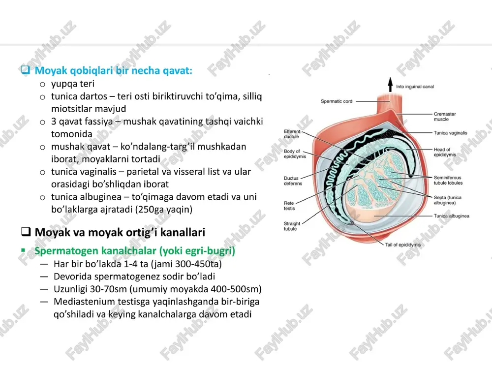 erkaklar jinsiy sistemasi - Page 4