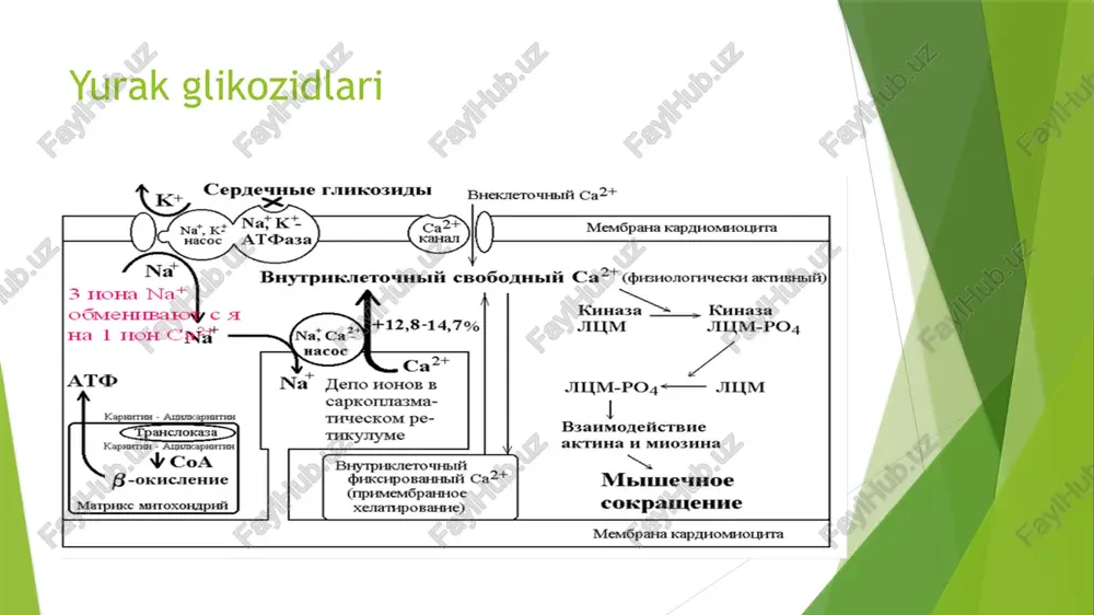 kardiotonik vositalar - Page 4
