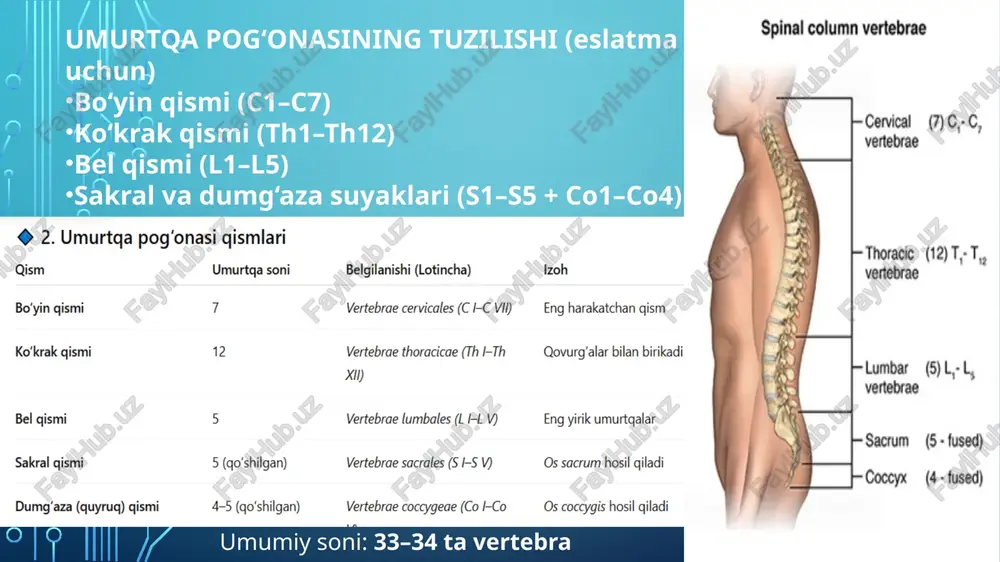 shikastlanishi → suyak o‘sishida asimmetriya orqa miya jarohati (falaj, parez) xulosa bolalarda umurtqa sinishlari: anatomik jihatdan o‘sish zonalari va yumshoq suyaklar tufayli o‘ziga xos; eng ko‘p kompression va dens sinishlari uchraydi; erta tashxis va to‘g‘ri immobilizatsiya – orqa miya asoratlarini oldini olishda hal qiluvchi ahamiyatga ega. sabablar avtohalokat, yiqilish, sport jarohati og‘ir yuk tushishi yoki noto‘g‘ri ko‘tarish balandlikdan sakrash yoki yiqilish bolalarda – yiqilish, noto‘g‘ri cho‘zish, bo‘yin burilishi (masalan, o‘yin paytida) klinik belgilar 🔸 umumiy belgilar: shiddatli og‘riq (jarohat joyida) harakat cheklanishi deformatsiya yoki egrilik shish, giperemiya ba’zida qarsillagan ovoz (krepitasiya) nevrologik belgilar (orqa miya zararlanganda): qo‘l yoki oyoqlarda falajlik (pares yoki plegiya) sezuvchanlik yo‘qolishi siydik va najasni tuta olmaslik reflekslar o‘zgarishi xulosa columna vertebralis — inson skeletining markaziy ustuni bo‘lib, 33–34 ta vertebrae dan tashkil topgan. u o‘zaro disci intervertebrales va ligamenta yordamida birikadi, fiziologik curvaturae (lordosis va kyphosis) orqali tana muvozanatini saqlaydi. umurtqa pog‘onasi ichida canalis vertebralis joylashib, …