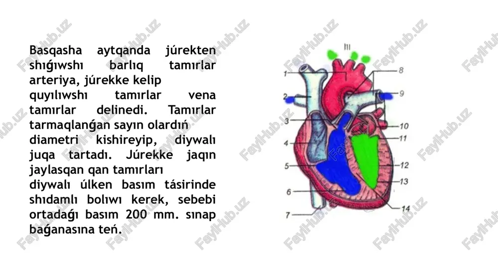 ólmesheler hám qarınshalar arasında klapanlar bar. oń tárepinde úsh qabatlı klapanlar, shep tárepte eki tabaqlı klapan boladı. oń bólmeshege joqarǵi hám tómengi gewek venalar ashıladı. onnan tısqarı júrektiń jeke venası da sol. orınǵa ashıladı. oń qarınshaqtan qan ókpe baǵanasına jóneledi. ókpe sabaǵı tesigi aymaǵında, júrek ishki qabatınıń ósimtelerinen payda bolǵan klapanlar jaylasadı. klapan qanı qarınshaǵa qaytıwına tosqınlıq yetip ókpege barıwın támiyinleydi. shep bólmeshege ókpe venası quyiladi. shep qarınshadan bolsa aorta qan tamırı. baslanadı. ol jerde yarım ay tárizli aorta klapanı jaylasadı. júrek diywalı 3 qabat. bulshıq yetten ibarat: sırtqı-perikard, visceral-epikard, orta-miokard, júrek, qarınsha. hám bólmesheler óz aldına bulshıq yet toparlarınan dúzilgen, sol sebepli olar ayırım-ayırım qısqaradı. paydalang`an a`debiyatlar 1. kumar, abbas, fausto: robbins and cotran pathologic basis of disease, 7th {{subst:fullpagename}} 556 2. hamidov j.h., oqilov a.t., saidov t.m., umumiybiologiyadan amaliy mashgʻulotlar, t., 1970; kovannatomiya grudi, m., 1978; 3. ahmedov n.k., atlas. odam anatomiyasi [2 jildli], 2-j., 2005. 4. oʻzbekiston …