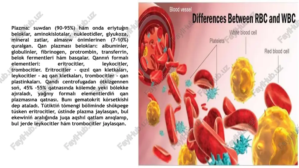 proteinemiya. isikler qaytqanda, ashawda, bawır patologiyasında, búyrek keselliklerinde, qan joǵaltqanda júzege keledi. - disproteinemiya qan plazmasında uluwma. beloklardıń normal muǵdarı fonında belok franciyalarınıń procent qatnasın. ózgeriwi, máselen albuminler muǵdarınıń páseyiwi hám túrli isiniw keselliklerinde bir yamasa birneshe globulin franciyaları muǵdarınıń artıwı. paraproteinmiya qan plazmasında patologiyalıq immunoglobulinler-paraproteinlerdiń payda bolıwı. bunday beloklarǵa krioglobulinler, afetoglobulin, karcinoembrional antigen kiredi. 1901-jılı avstriyalı alım k. landshteyner, 1907-jılı chex alımı ya. yanskiy túrli adamlar qanınıń ximiyalıq-biologiyalıq qásiyetleri boyinsha bir-birinen parıq qılıwın anıqlagan. qannıń eritrocitleri quramında agglyutinogen, plazması quramında agglyutinin zatlar bolıp, olardıń hár biri ximiyalıq qásiyetlerine qarap yeki túrge bólinedi, yaǵnıy agglyutinogen a hám b, agglyutinin a hám {3. sonıń ushın bir adamnıń qaninıń eritrocitleri hám plazmasında bir xii belgige iye zat bolmawı kerek, yaǵnıy agglyutinogen a hám agglyutinin a yamasa agglyutinogen b hám agglyutinin {3. normada agglyutinogen a hám agglyutinin {3 yamasa agglyutinogen b hám agglyutinin a bolıwı múmkin. qan plazmasında beloktan basqa azotlı birikpeler: beloklardıń …