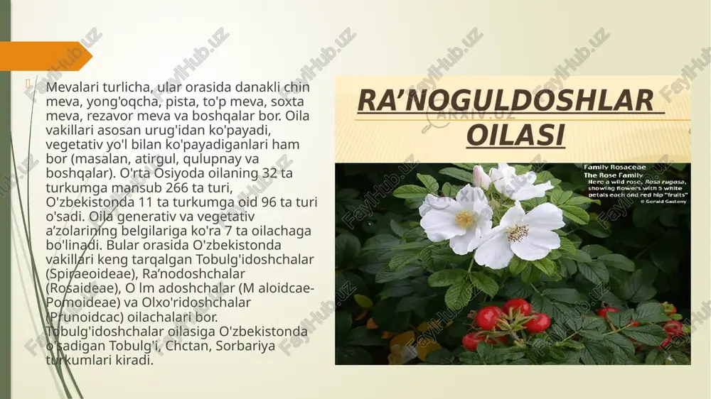 ra`nodoshlar oilasining asosiy turkum va turlari - Page 4