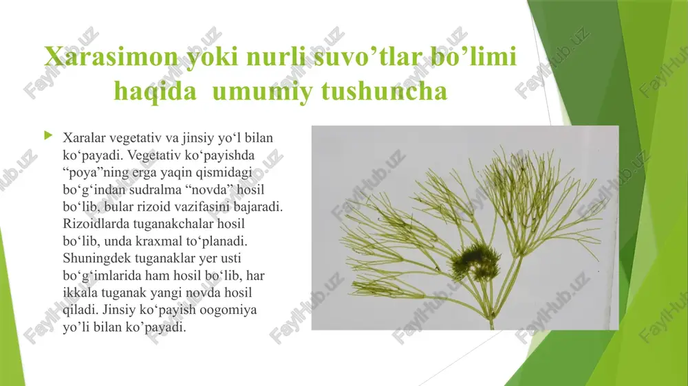 xarasimonyokinurlisuvo’tlar bo’limi - Page 4