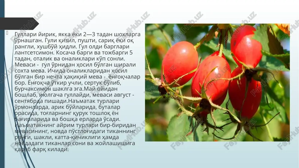 na'matakdosh chalarkenjaoilasining asosiy turkumi va turlari - Page 4