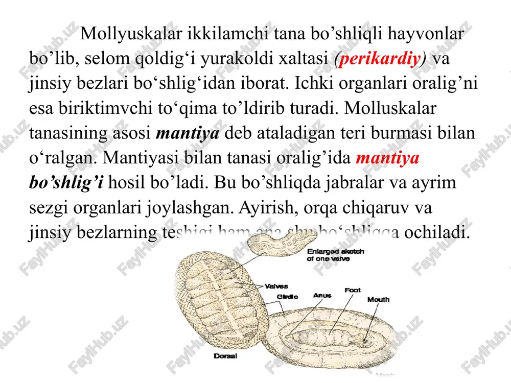 i yuragi tanasining keyingi qismida ichakning ustida joylashgan bo’lib, markaziy qorincha va ikkita yon bo’lmachadan tuzilgan. qon yurak bolmachalaridan klapanli bir yoki ikki juft teshiklar orqali qorinchaga tushadi. qorinchaning keyingi uchi berk, oldingi uchidan keng aorta tomiri boshlanadi. aortadan organlarga arteriyalar chiqadi. arteriyalardagi qon organlar hamda to‘qimalar orasida joylashgan lakunlarga kelib quyiladi. lakunlarda qon kislorodni to‘qimalarga berib, yon tomonda joylashgan jabralarga yetib boradi. qon tomirlari jabralarga kelib, juda ko‘p kapillyarlarga tarmoqlanadi. har qaysi jabradan qon dastlab vena, so‘ngra esa ikkita yirik qon tomiriga tushadi. bu tomir orqali qon yana yurakka kelib quyiladi. shunday qilib, qalqondorlar qon aylanish sistemasi tutash bolmaydi. ayirish organlari ichakning ikki yonida bukilgan bittadan naychalar joylashgan. naychalarning tanaga qaratilgan voronkasimon uchi yurakoldi bo’lmasi - selom bilan bog‘langan, tashqi uchi esa ayirish teshigi orqali mantiya egatchasiga ochiladi. har qaysi naylardan yon tomonga juda ko‘p uchi berk naychalar tarqaladi. shunday qilib, mollyuskalarning ayirish organlari halqali chuvalchanglarning jinsiy voronkalari selomoduktlariga …