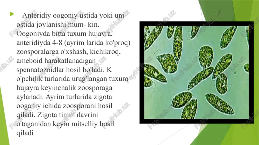 monoblafaridlar tibbiyoti - Page 4