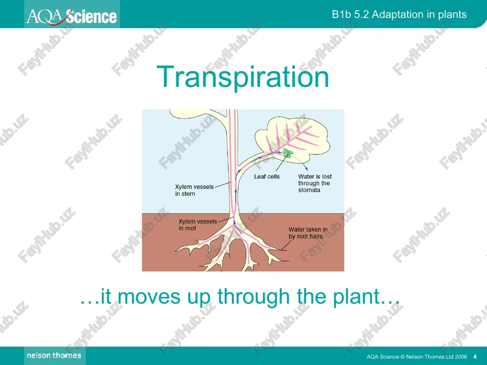 adaptations in plants - Page 4