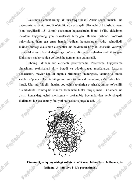 i. 4. radial yoki shu’lasimon boylamlar. lub va yog’ochliklar har xil radiusda joylashib, ular bir–birlari bilan bevosita chegaralanib turmaydi. ularni parenxima to’qimasi ajratib turadi. radial boylamlar bir pallali o’simliklarning ildizlarida va ikki pallalilarning birlamchi tuzilishida hosil bo’ladi. 14- rasm. konsentrik o’tkazuvchi bog’lamlar: a – amfivazal bog’lam; b – amfikribral bog’lam. 1 - floema, 2 - ksilema, 3 – asosiy parenxima. 15- rasm. gulsafsar ildizidagi radial o’tkazuvchi bog’lam bir o’tkazuvchi boylamlar tarkibiga hosil qiluvchi to’qima kambiy ham kiradi. u lub bilan yog’ochlik orasidan joy oladi. bunday boylamlar ochiq boylamlar deb atalib, kambiysiz boylamlar yopiq hisoblanadi. ochiq boylamlar ikki pallali o’simliklar uchun, yopiq boylamlar bir pallali o’simliklar uchun xosdir. adabiyotlar: 1. s. m. mustafayev,o.a. ahmedov botanika,toshkent, 2006. 2. ikramov m.i., normurodov x.n., yuldashev a.s. botanika. toshkent. «o’zbekiston». 2002. 3. xrjanovskiy v. t. kurs obshey botaniki, m.: visshaya shkola, 1982. 4. to’xtayev a. o’simliklar anatomiyasi va morfologiyasi. toshkent, 1994. 5. yoziyev l.x. botanika. …
