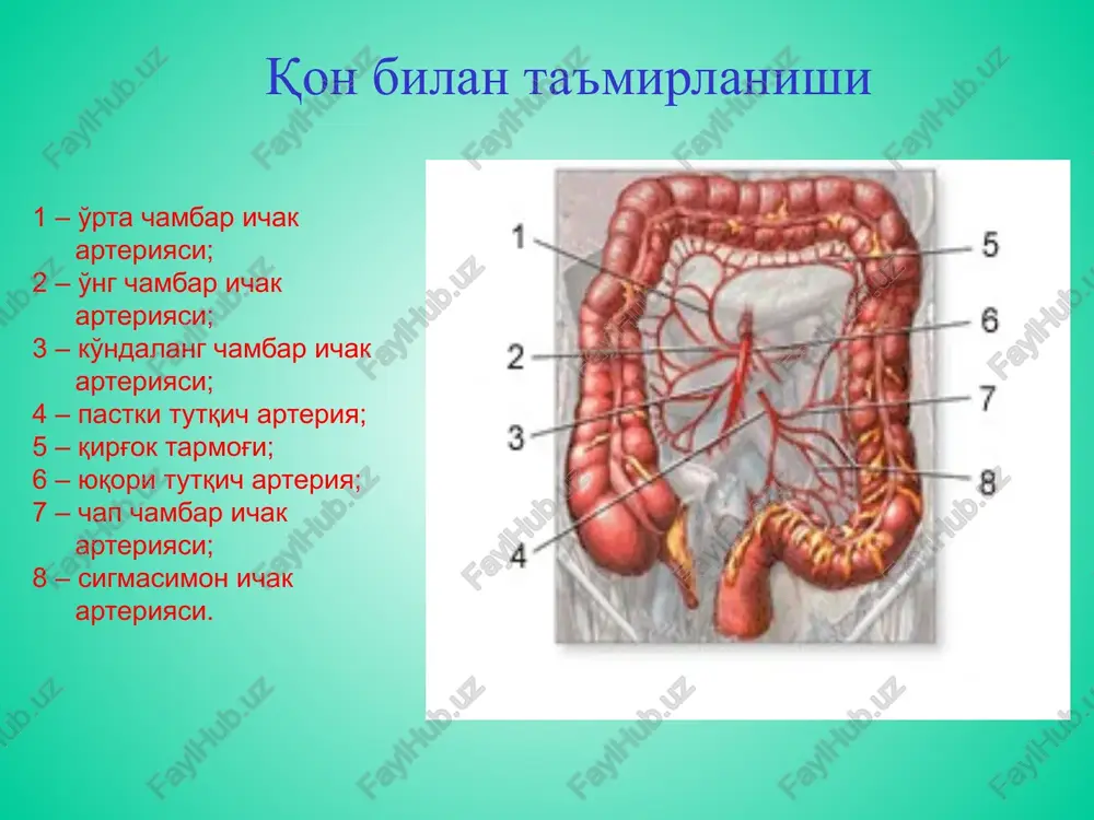 kotsitoz, leykotsitar formulaning chapga siljishi, gemoglobin, eritrotsitlar soni, gematokrit kamayadi. differentsial diagnostika dizenteriya – biror yuqumli kasallik anamnezi proktit – anoskopiya tekshiruvida to'g'ri ichak yallig'lanishi kron kasalligi – og'iz bo'shlig'idan boshlab anusgacha zararlanish kuzatiladi. davolash konservativ davolash (muolaja): parxez: oqsilga boy, uglevodlar va sutni cheklovchi bakteriostatik preparatlar (etazol, ftalazol, sulgin, enteroseptol) salazopiridazin guruxi preparatlari steroid gormonlar desensibilizatsiyalovchi va antigistamin dori vositalari (dimedrol, pipolfen, suprastin, tavegil) vitaminlar (a, e, s, k, v guruh) jarrohlik usuli - kasallikda asoratlari yuzaga kelganda: profuz kon ketganda ichak perforatsiyasi toksik dilyatatsiyasida yo'g'on ichak divertikullari va divertikulyozi divertikul – bu kavak a'zoda tubi berk tugallanadigan xaltachasimon xosilalari tushuniladi divertikulez esa ichakda ko'p sonli divertikullar mavjud bulganda aytiladi uchrash soni yo'g'on ichak kasalliklarida 24%, shunda, 30% bemorlar 50 yosh va 70% 75–80 yosh. iqtisodiy rivojlangan davlatlarda yuqori ko'rastkichning asosiy sabablari o'simlik maxsulotlarini kam ist'emol qilish hamda umr uzayib borishi va psixoemotsional yukalamalar hsiobidan ekan yo'g'on ichak divertikullari …