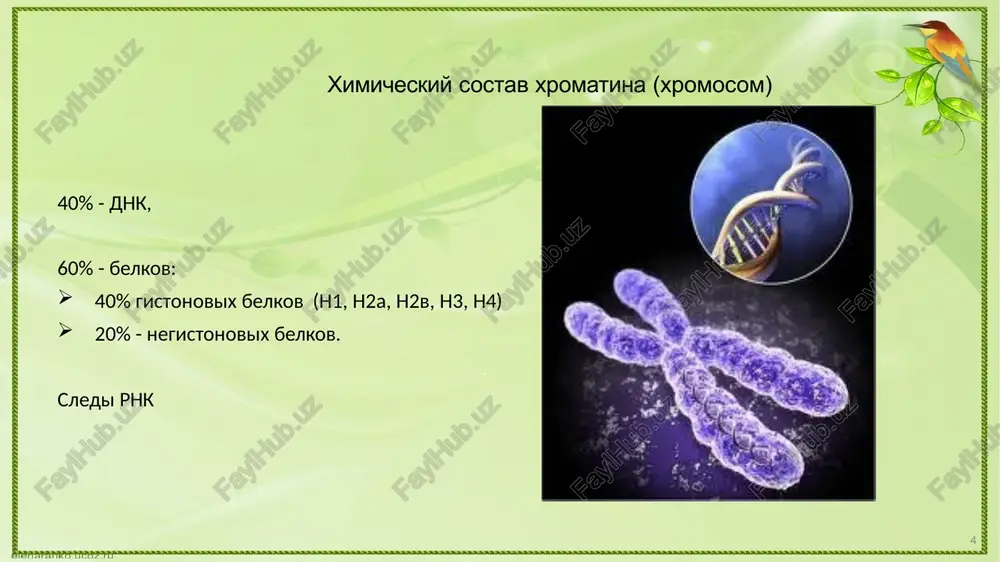 otistoe osnovanie ostatok fosfornoy kisloti uglevod (saxar, pentoza) riboza dve gruppi: dezoksiriboza tolko vodorod gidroksilnaya gruppa azotistoe osnovanie pirimidinovie: timin (tolko v dnk) tsitozin uratsil (tolko v rnk) purinovie: adenin guanin nukleotidniy sostav dnk v 1905 g. amerikankiy bioximik edvin chargaff, vpervie proanaliziroval kolichestvenniy sostav nukleotidov dnk. pravilo chargaffa: pravila chargaffa, naryadu s dannimi rentgenostrukturnogo analiza, sigrali reshayushuyu rol v rasshifrovke strukturi dnk djonom uotsonom i frensisom krikom. 18 chislo purinovix osnovaniy ravno chislu pirimidinovix osnovaniy. e. chargaff 19 pravilo e. chargaffa sootnosheniya, viyavlennie chargaffom dlya adenina (a), timina (t), guanina (g) i tsitozina (ts), okazalis sleduyushimi: kolichestvo adenina ravno kolichestvu timina, a guanina — tsitozinu: a=t, g=ts kolichestvo purinov ravno kolichestvu pirimidinov: a+g=t+ts vmeste s tem, sootnoshenie (a+t):(g+ts) mojet bit razlichnim u dnk raznix vidov. u odnix preobladayut pari at, v drugix — gts. james watson i francis crick 1953 vtorichnaya struktura dnk godu amerikanskie uchenie v 1953 d. …