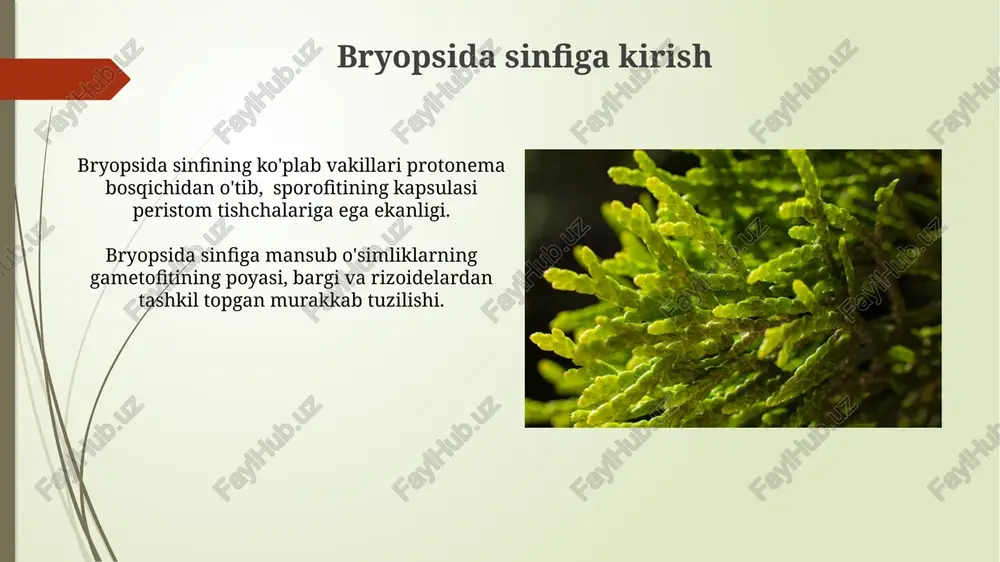 bryopsida sinfi - Page 4