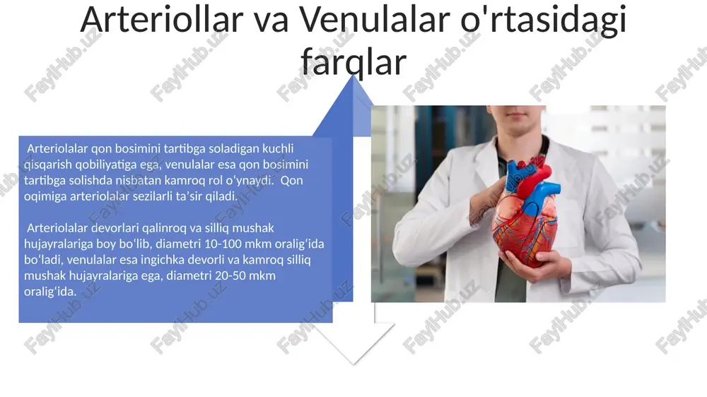 yurak qon tomir tizimi: arteriola venula mushak tipdagi arteriya elastik tipdagi arteriya - Page 4
