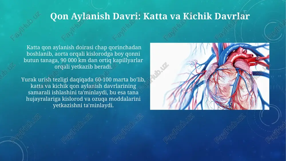 yurak va tomirlar tizimi - Page 4
