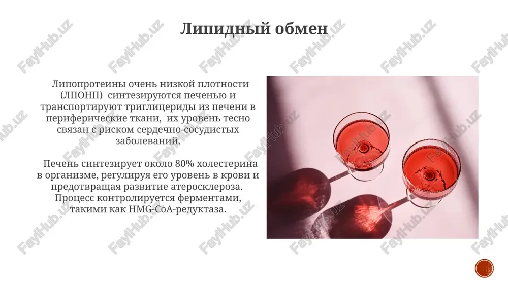 it klyuchevim bioximicheskim markerom ostrogo i xronicheskogo virusnogo gepatita, povishayas v desyatki raz pri znachitelnom povrejdenii gepatotsitov. virusnie gepatiti tipa v i s vizivayut xronicheskoe vospalenie pecheni u 5-10% infitsirovannix, chto mojet privesti k tsirrozu i gepatotsellyulyarnoy kartsinome cherez 20-30 let. bioximicheskie funktsii pecheni v protsesse glyukoneogeneza pechen proizvodit okolo 90% glyukozi v postprandialniy period, ispolzuya laktat, glitserin i aminokisloti v kachestve substratov, reguliruya uroven saxara v krovi. pechen sinteziruet bolee 500 razlichnix belkov, vklyuchaya albumini, faktori svyortivaniya krovi (naprimer, faktor vii) i lipoproteini, kriticheski vajnie dlya podderjaniya gomeostaza organizma. alkogolnoe porajenie pecheni alkogolniy gepatit razvivaetsya u 10-35% lits, zloupotreblyayushix alkogolem, xarakterizuetsya vospaleniem pechenochnoy parenximi i povisheniem urovnya alt i ast v sivorotke krovi v 2-3 raza vishe normi. pri xronicheskom alkogolnom porajenii pecheni nablyudaetsya fibroz – obrazovanie izbitochnogo kollagena, chto privodit k tsirrozu pecheni na stadii f3-f4 po klassifikatsii metavir u znachitelnoy chasti patsientov. spasibo za vnimanie @taqdimot_robot image4.jpg …