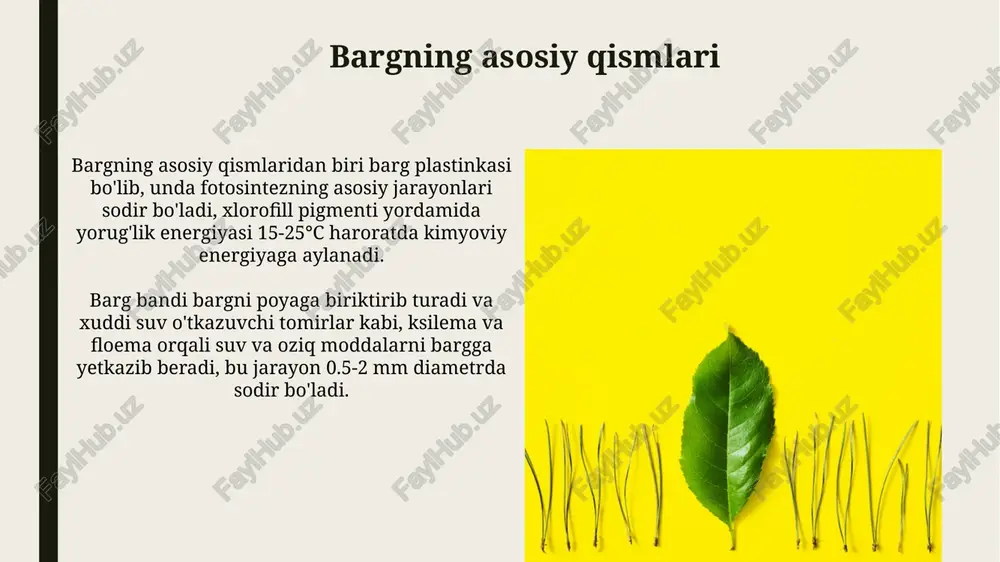 va kislorodga aylantirib, o'simliklarning oziqlanishini ta'minlaydi. transpiratsiya, barglar orqali suvning bug'lanishi, o'simliklar ichidagi haroratni tartibga solishga yordam beradi, suv va minerallarni ildizlardan barglarga yetkazib berishda muhim rol o'ynaydi. xulosa xulosa shuki, barglar 1 dan 9 gacha boʻlgan asosiy funksiyalarni bajaradi, masalan, fotosintez va transpiratsiya, oʻsimlikning umumiy salomatligi uchun juda muhimdir. barglarning tuzilishi, masalan, epidermis va mezofil hujayralari, 0,1 dan 0,5 mm gacha bo'lgan fotosintez samaradorligini optimallashtirish uchun moslashganligini xulosa qilish mumkin. savollar va javoblar fotosintez - bargning asosiy vazifasi, u 6co2 va 6h2o dan quyosh energiyasi yordamida c6h12o6 (glyukoza) va 6o2 ishlab chiqarish orqali amalga oshiriladi. transpiratsiya - bu barg yuzasidagi teshiklar (og'izchalar) orqali suv bug'ining yo'qolishi, bu esa o'simlikda suvning ko'tarilishiga va haroratni tartibga solishga yordam beradi. e'tiboringiz uchun rahmat image2.jpg image3.jpg image4.jpg image5.jpg image6.jpg image7.jpg image8.jpg image9.jpg image10.jpg image11.jpg image12.jpg image13.jpg image14.jpg image15.jpg image16.jpg image17.jpg image18.jpg