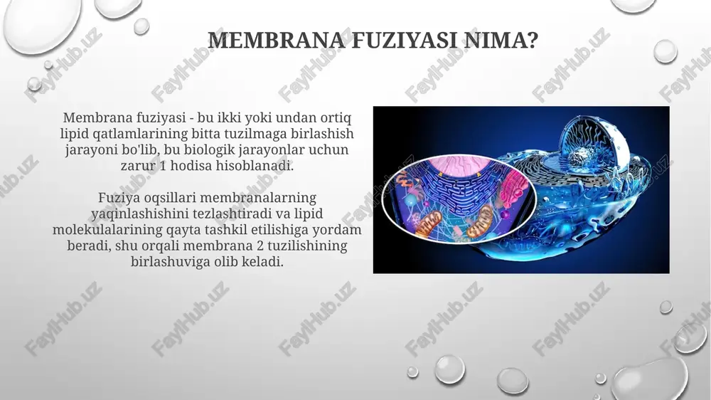 'zaro ta'sirini o'rganishda, membrananing qovushqoqlik xususiyatlariga ta'sirini ko'rsatadi. membrana fuziyasini manipulyatsiya qilish membrana fuziyasini manipulyatsiya qilish, sintetik lipidlar va polimerlar yordamida, membrana tarkibini o'zgartirib, uning suyuqligi va elektrostatik xususiyatlarini nazorat qilishni o'z ichiga oladi. ca2+ konsentratsiyasi oshirilishi, membrana zaryadlarini neytrallash orqali fuziyani tezlashtirishi mumkin. bu, ayniqsa, ekzotsitoz va neyrotransmitterlar ajralishida muhim rol o'ynaydi. terapevtik maqsadlarda fuziyadan foydalanish fusion terapiyasi genlarni yetkazishda qo'llaniladi, bunda virusli vektorlar 80% gacha samaradorlik bilan hujayralar bilan qo'shilib, terapevtik dnkni yetkazadi va gen kasalliklarini davolashga yordam beradi. liposomalar 50-200 nm o'lchamdagi vezikulalar bo'lib, dori vositalarini to'g'ridan-to'g'ri o'simta hujayralariga yetkazish uchun membranalar bilan qo'shilish xususiyatidan foydalaniladi, bu esa samaradorlikni oshiradi. xulosa va kelajak istiqbollari kelajakda lipid tuzilmalari va oqsillar o'zaro ta'sirini chuqurroq o'rganish orqali membrana fuzyasini boshqarishning yangi usullari ishlab chiqilishi mumkin, shu jumladan 3d modellashtirish texnologiyalari. nanotexnologiyalar sohasida membranalar fuzyasini boshqarish uchun molekulyar robotlardan foydalanish istiqboli mavjud, bu esa 2-toifa diabet kabi kasalliklarni davolashda yordam beradi. …