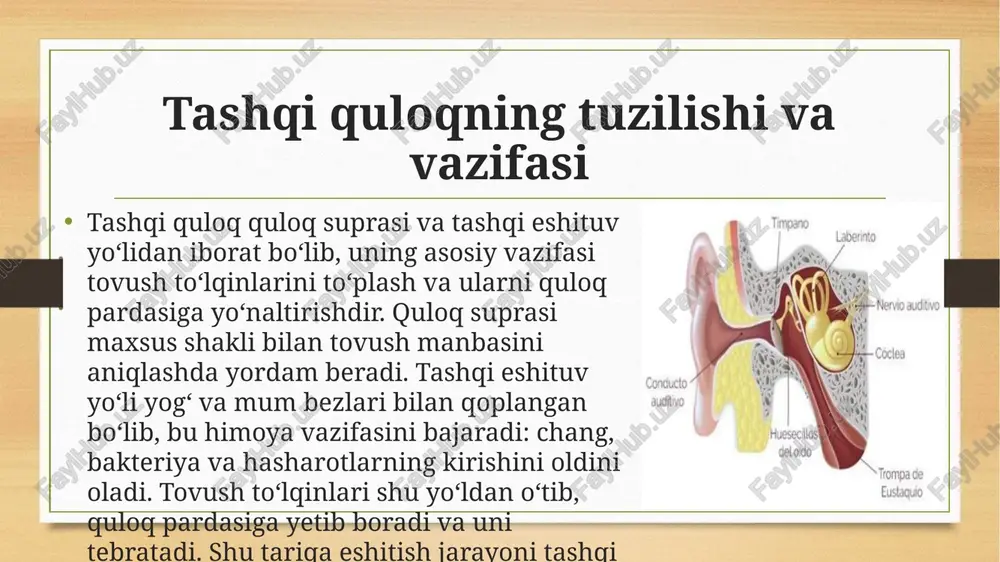 inson eshitish analizatorlari tizimi va tovushini his etish - Page 4