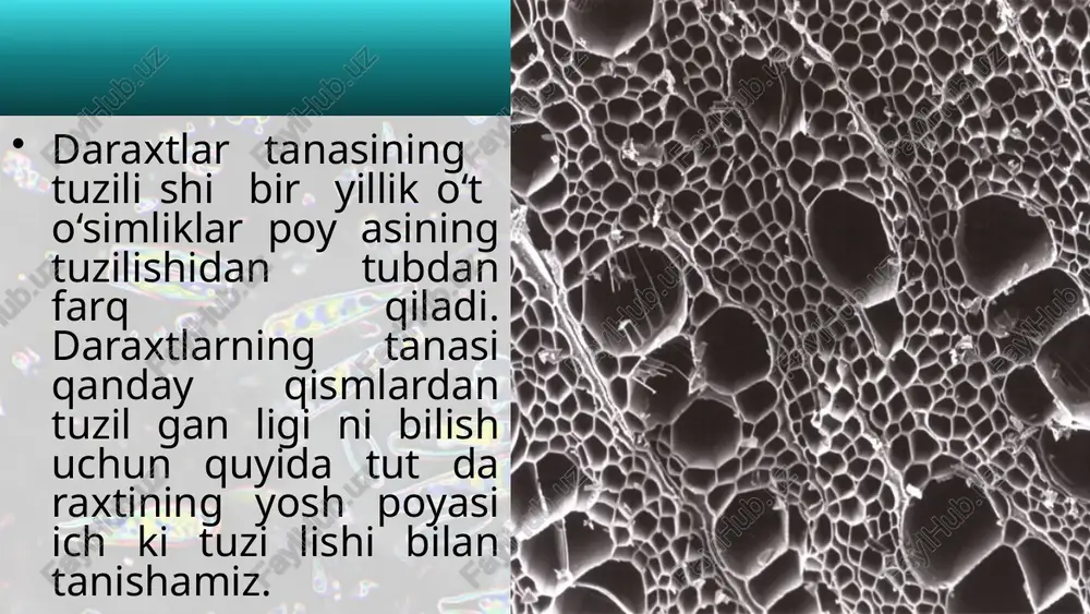 o‘simliklar va daraxtlar anatomiyasi - Page 4