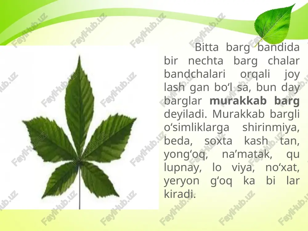 o‘simliklarning barg shaklari - Page 4