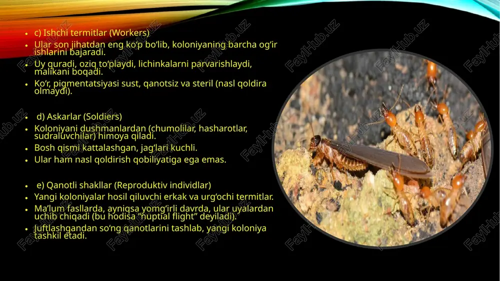termitlar - Page 4