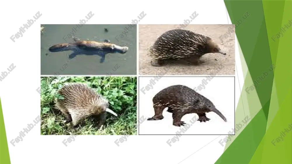 haltalilarning hilma xilligi koala koala, xaltali ayiq (phascolarctos cinereus) — xaltali sutemizuvchilar kenja sinfiga mansub hayvon. tanasining uzunligi 0,6m gachacha, qulogʻi katta. oyogʻi 5 barmoqli, tirnogʻi baquvvat, daraxtda yurishga moslashgan, dumsiz. koʻrinishi ayiqqa oʻxshash. moʻynasi uzun va yumshoq, yelkasi kulrang, qorni oq. sharqiy avstraliya oʻrmonlarida yashaydi. tunda faol. barg va kurtaklar bilan oziqlanadi. ogʻiz boʻshligʻida oziq saqlovchi qopchigʻi boʻladi. ikki yilda bir marta tugʻadi, boʻgʻozlik davri 30—35 kun. bolasini xaltasida olib yuradi, kattaroq boʻlganida opichib oladi; 12—20 yil yashaydi. moʻynasi uchun koʻplab ovlanganidan soni kamayib ketgan. ovlash taqiqlangan.[1] koala tashqi koʻrinishidan ayiqqa oʻxshaganligi sababli uni „xaltali hayvon“ deb ham atashadi. jun qoplamasi qalin va yumshoq, rangi kulrang. xaltasi yaxshi rivojlangan va orqa tomondan ochiladi.koala daraxtda yashash uchun moslashgan. uning old oyogʻining birinchi va ikkinchi barmogʻi va orqa oyogʻining birinchi barmogʻi boshqa barmoqlariga qarama — qarshi tartibda joylashgan. sharqiy avstraliyaning evkalipt oʻrmonlarida yashaydi. evkaliptning bargli shoxlari bilan oziqlanadi. tungi hayotga moslashgan. …