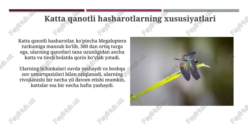 katta qanotli hasharotlar - Page 4