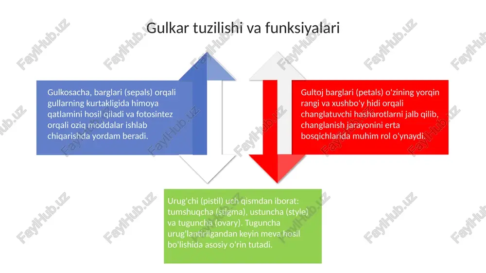 o'simliklarning generativ organlari. gul - Page 4