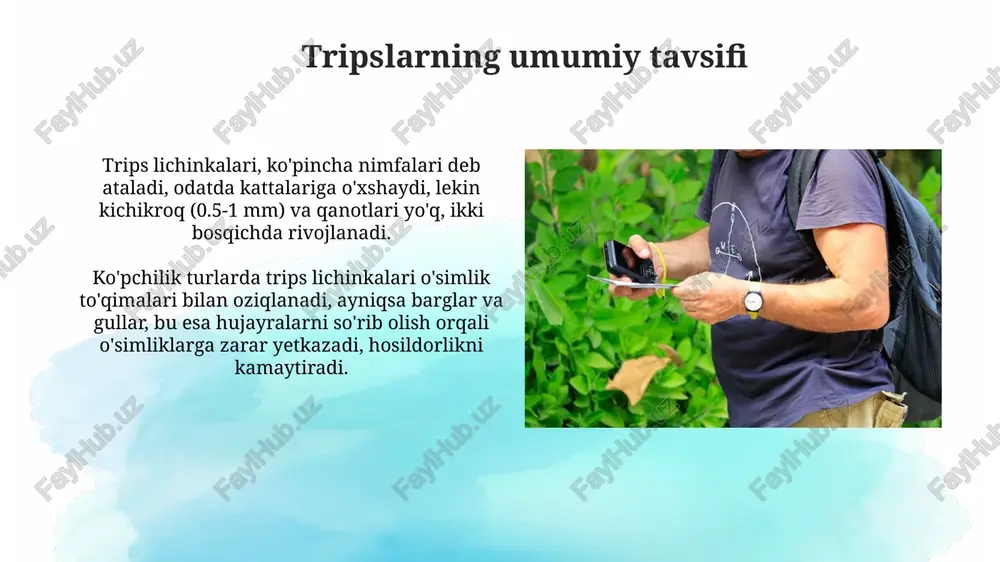 odiy ahamiyati tripslar ko'plab ekinlarga, jumladan, paxta, sabzavot va mevalarga zarar yetkazib, hosilning 10-50% gacha kamayishiga olib kelishi mumkin, bu esa katta iqtisodiy yo'qotishdir. ba'zi tripslar virusli kasalliklarni, masalan, pomidor bronza dog'ligini tarqatadi, bu esa ekinlar hosildorligini 20-80% gacha kamaytiradi va davolash uchun qo'shimcha xarajatlarni talab qiladi. xulosa tripslarning ko'pchiligi (taxminan 5000 tur) o'simlik bilan oziqlanadi, ammo ba'zi turlari o'ljalar va polenlar bilan oziqlanadi, bu ularning ekologik rolini murakkablashtiradi. tripslar xavf tug'dirganda tezlik bilan qochish yoki sakrash qobiliyatiga ega, bu esa o'zlarini himoya qilish mexanizmlarining muhim qismi hisoblanadi va ularning omon qolish imkoniyatini oshiradi. e'tiboringiz uchun rahmat image2.png image3.jpg image4.jpg image5.jpg image6.jpg image7.jpg image8.jpg image9.jpg image10.jpg image11.jpg image12.jpg image13.jpg image14.jpg image15.jpg image16.jpg image17.jpg image18.jpg image19.jpg image1.png